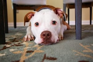 Moving with Dogs