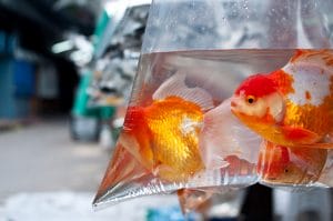 Tough Tows - Aquariums