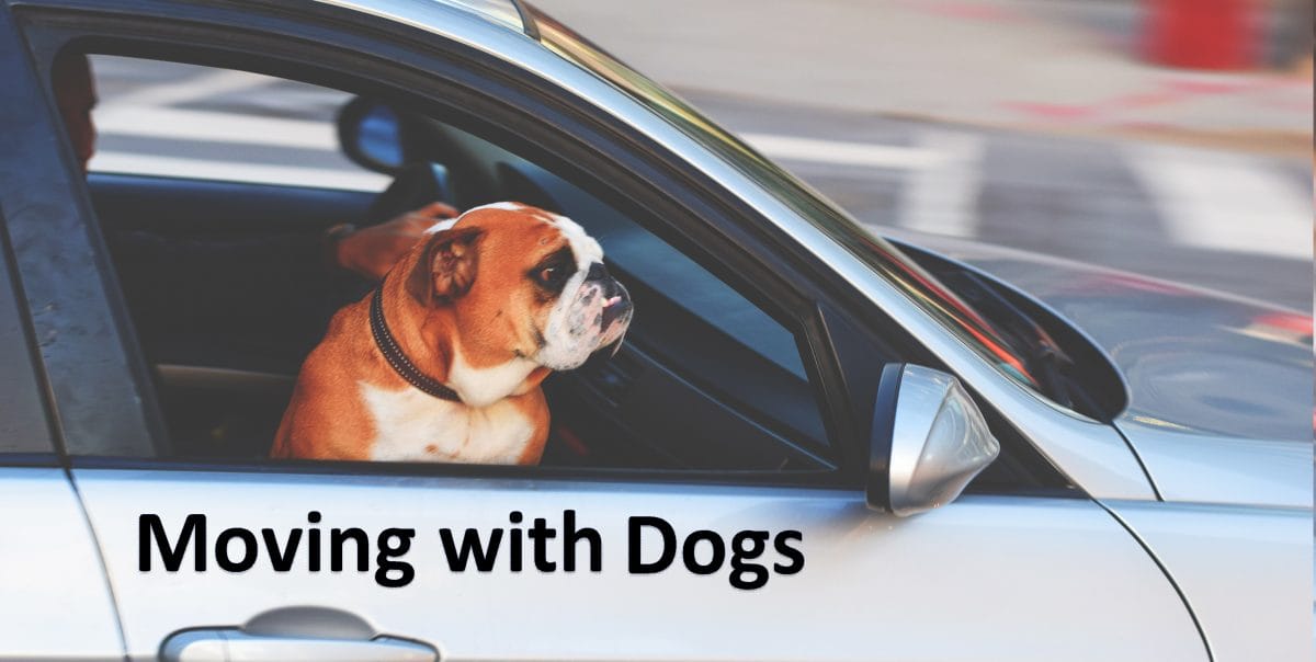 Moving with Dogs