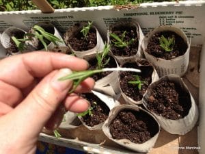 Tough Tows – Plants and Trees