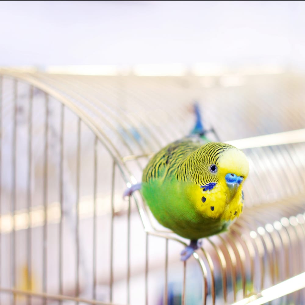Moving with Birds in Victoria, BC
