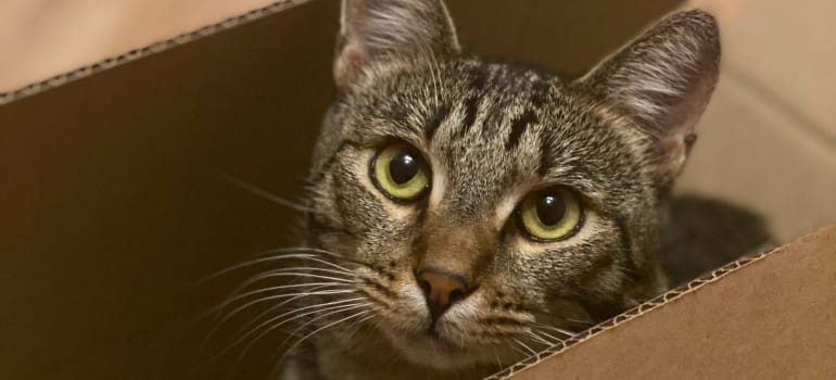 Picture of a cat in a box 