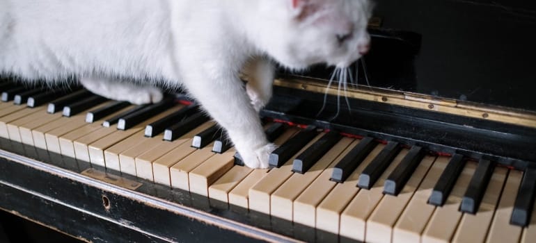 Picture of a cat on a piano 
