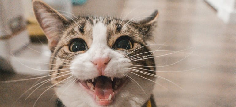 Picture of a meowing cat 