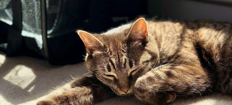 Picture of a sleeping cat 
