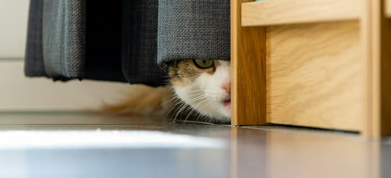 Picture of a hidden cat 