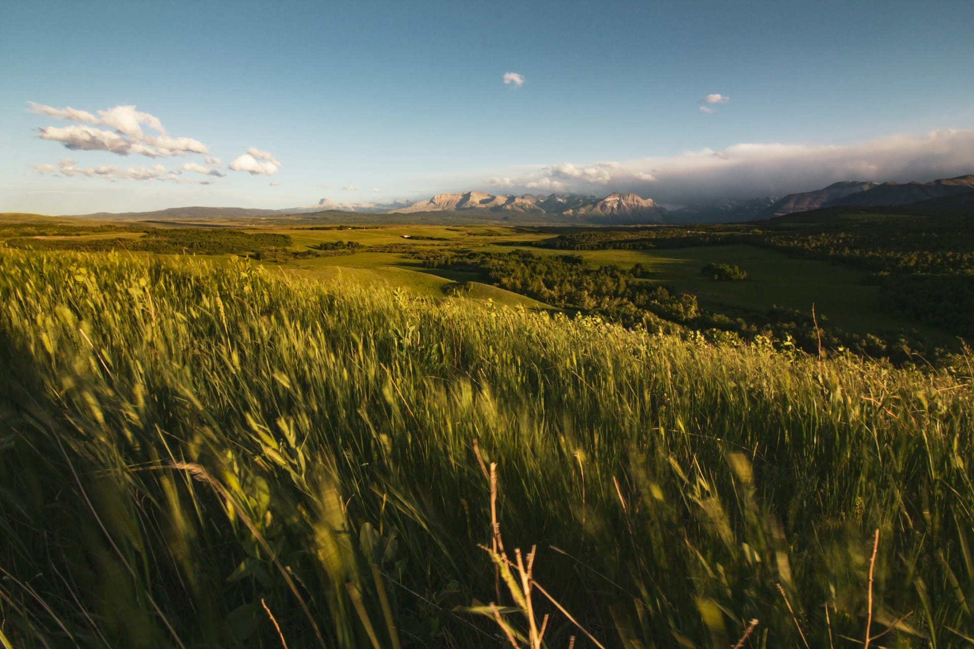 Picture of a meadow in Alberta