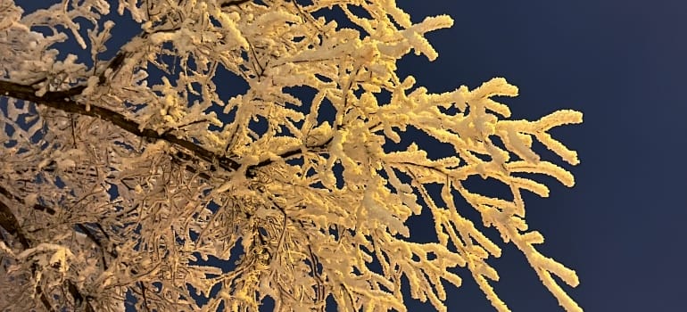 Picture of a frozen tree