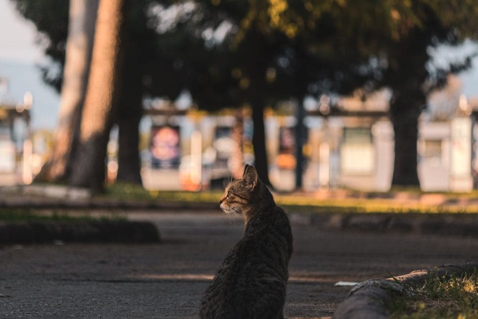 cat in the street