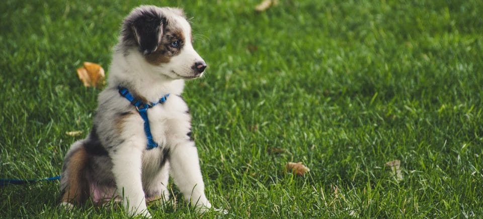 Australian Shepherd Puppy Sitting on Grass Field