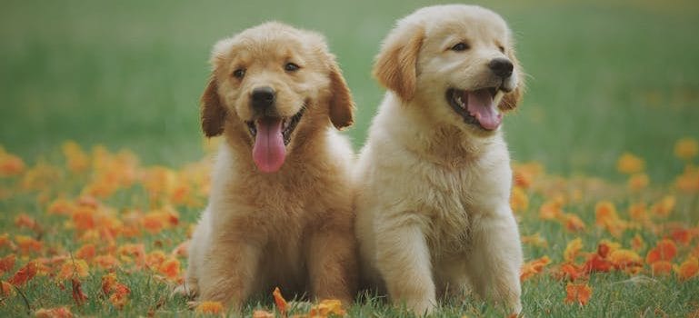 Essential Tips for Moving with Pets for Two Yellow Labrador Retriever Puppies