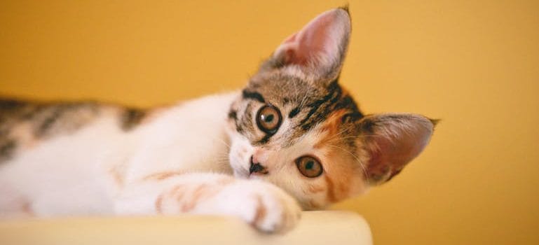 Calico Cat