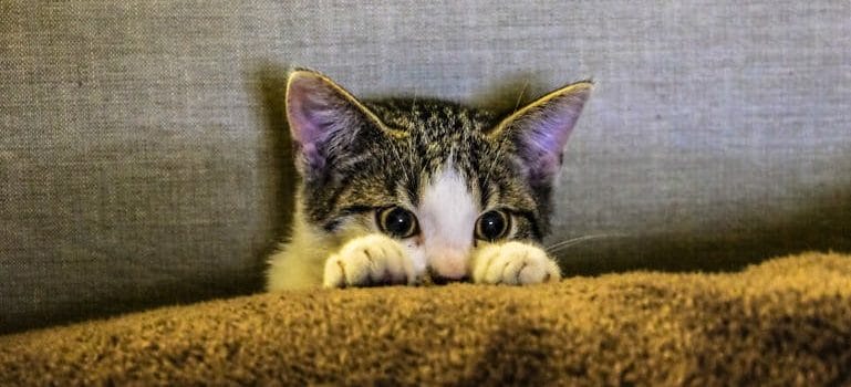 Kitten hiding behind a Pillow