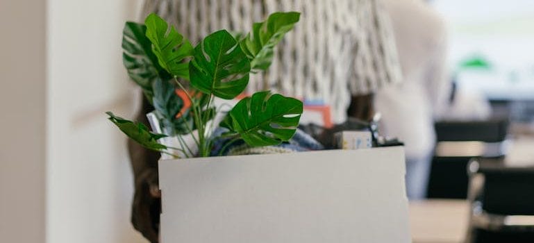 Man Holding a Box with a Plant in an Office