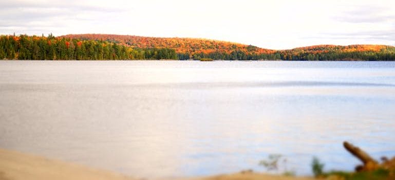 Lake Near Forest