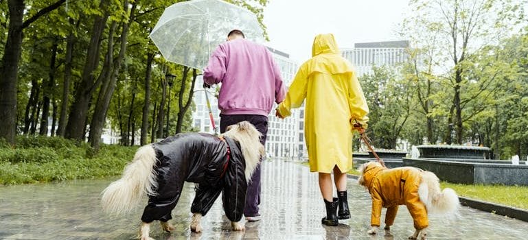 Couple Walking Dog in Rain