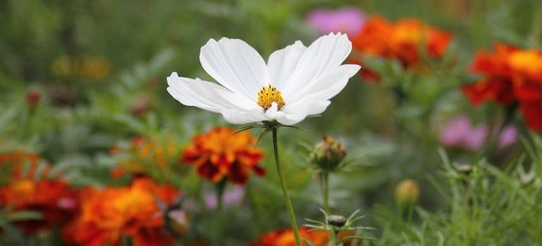 Metchosin is the perfect spot for nature lovers because of wildflowers