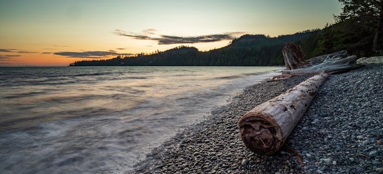 Brown Wood Log On Shore